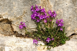 Fairy Foxglove - Erinus alpinus
