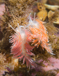 Fjordia sp.