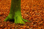 Fallen For Autumn