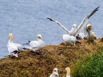 Gannets