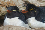 Rockhopper Penguins