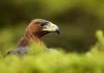 Golden Eagle