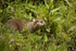 Otter