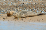 Common Seals
