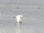 Great White Egret