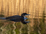 Great Northern Diver
