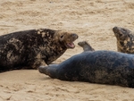 Atlantic Grey Seal