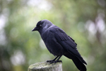 Jackdaw bird resting on fence in Somerset_0033