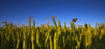 Field of Dreams