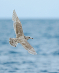 Glaucous Gull (second-winter) in flight, Grundarfjörður, Iceland