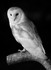Barn Owl -2