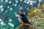 Wildlife portfolio