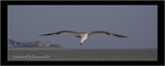 Juvenile Heron Gull