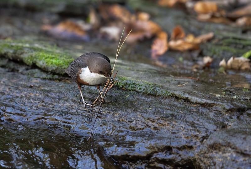 Dipper - River Bollin - Cheshire