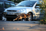 Urban fox on the prowl in Urban environment in Bristol - 0023