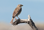 Corn Bunting