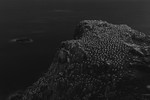 Colony of Gannets at Saltee Island, Ireland.