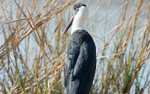 Woolly-necked Stork