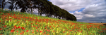 Colour on the Wolds, Fairy Dale