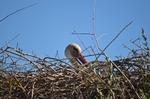 White Stork
