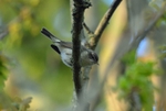 Chiffchaff