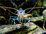 Crayfish