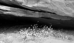 Utah 2009 portfolio
