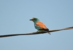 Roller