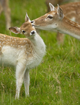 Fallow Deer ref fd 12c
