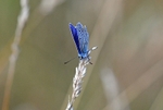 Common Blue