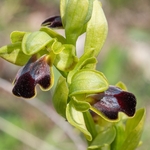 Dark Ophrys (Ophrys fusca subsp. funerea)