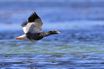 Kelp Goose (female) flying low over sea, Carcass Island, Falklands