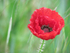 Poppy In The Rain