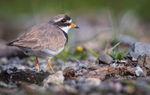 RINGED PLOVER 2
