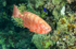 Reef bigeye
