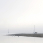 Swans In The Mist