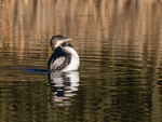 Great Northern Diver