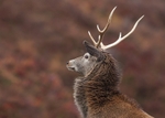 Red Deer