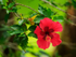 Red Hibiscus flower, Hawaii