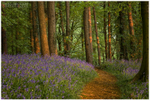 Walk Through the Bluebells, Portglenone (IMG0623)
