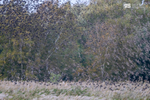 Starlings, Avalon Marshes_GS1091