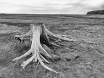 Salt Marshes, Culbin Forest