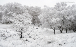 Woodland snow I