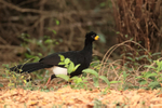 Bare-faced Curassow portfolio