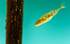 Stickleback