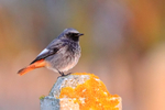 Black Redstart (male) perched on a post at the Lighthouse, Durlston
