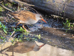 Water Rail