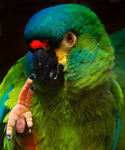 Military Macaw