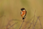 Stonechat
