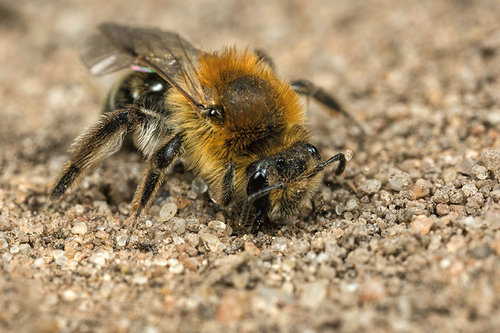 [i]Andrena barbilabris[/i] female starting a nest burrow. Sandy footpath through farmland. Staffordshire. May 2015.